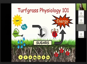Optimizing Plant Defenses to Enhance Turfgrass Stress Tolerance